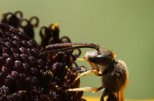 Réf. 288 636 : Seladonia tumulorum